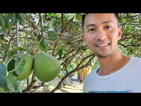 Kinh Doanh Trái Cây Tại Vườn