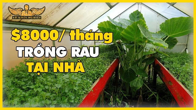 $8000/ tháng: Trồng rau Tại Nhà