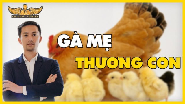 Gà Mẹ Thương Con …( & cái kết) | Lò Khởi Nghiệp